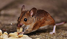 24 Hour & Emergency Exterminators in Auburn, ME